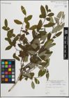 Foto von Salix pedicellata Desf.